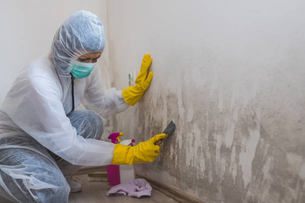 Best Crawl Space Mold Removal  in Bodega Bay, CA