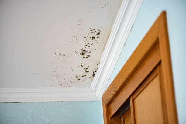 Best Same-Day Mold Removal  in Bodega Bay, CA