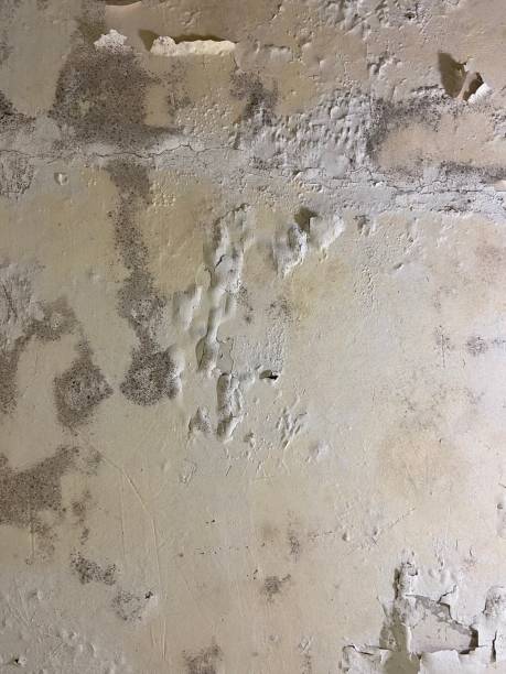 Best Mold Remediation Experts  in Bodega Bay, CA