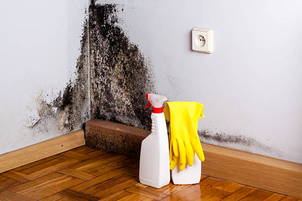 Best Emergency Mold Removal  in Bodega Bay, CA
