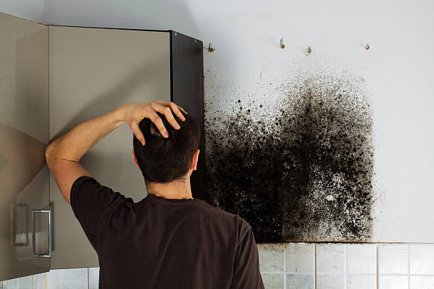 Best Mold Testing  in Bodega Bay, CA